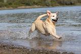 LABRADOR 179